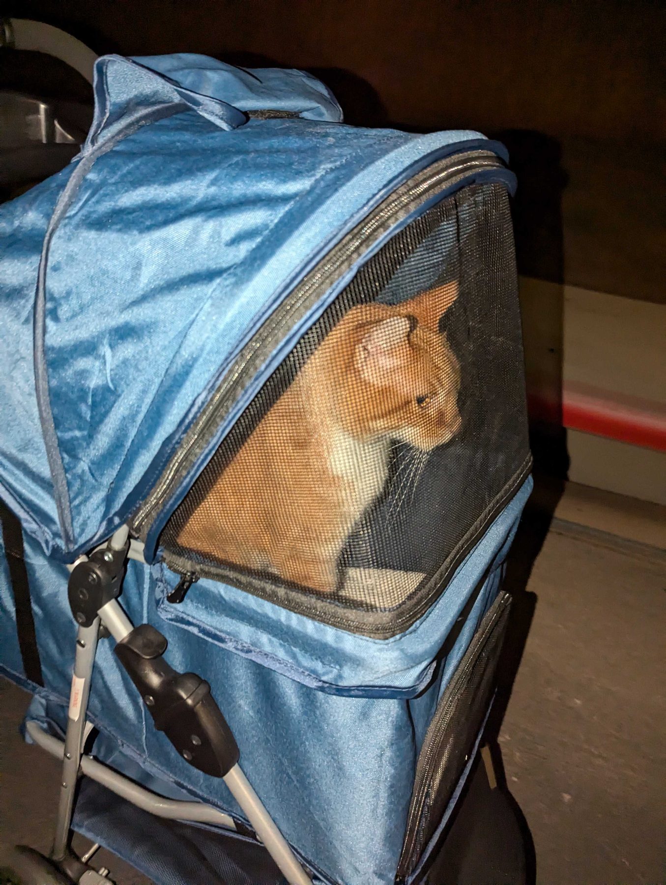 A ginger cat sitting inside a blue mesh pet stroller, looking out through the window.