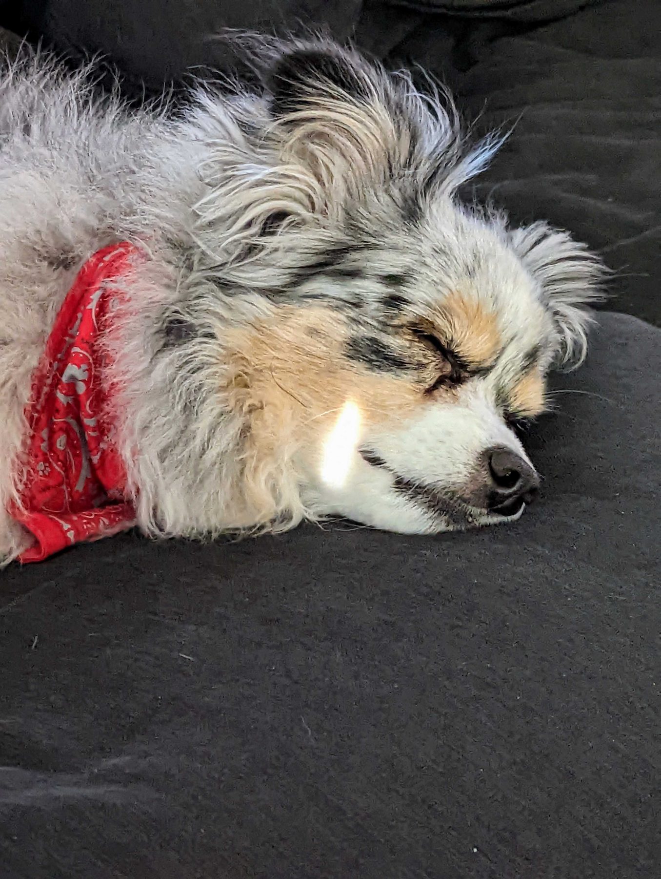 A small long-haired dog asleep on a dark blanket, wearing a red bandana.