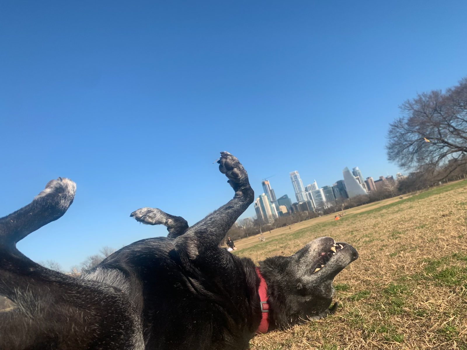 A black dog rolling on its back in the grass at a park, legs in the air, with the Austin skyline on the horizon behind it.