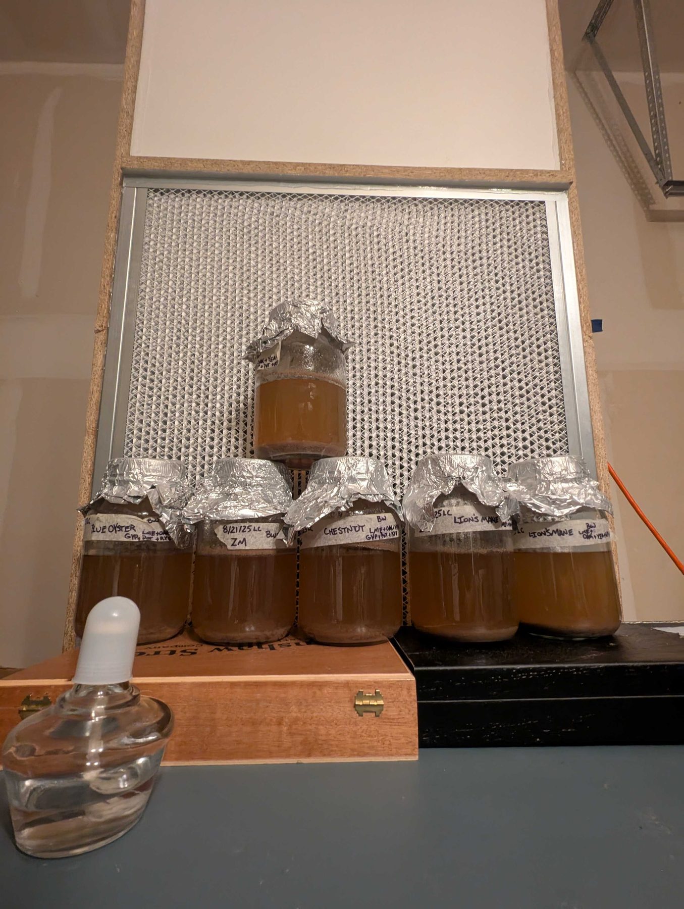 Jars of amber liquid culture lined up in front of a flow hood's filter panel, with a glass flask beside them.