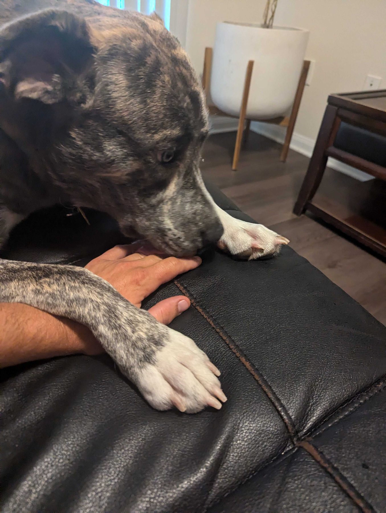 A brindle dog lying on a couch with its head and one paw resting across a person's forearm.