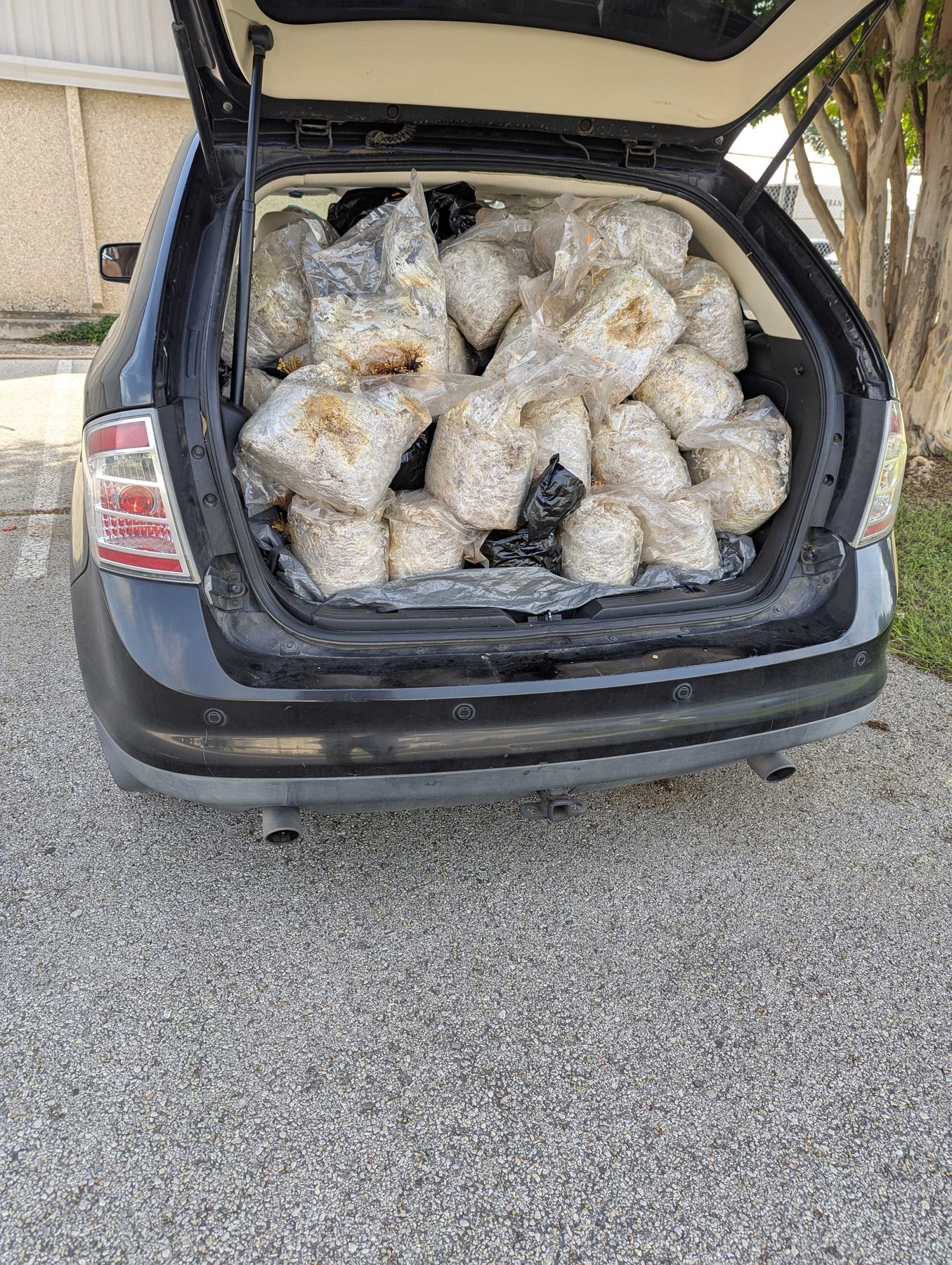 Bags of spent mushroom substrate loaded into the back of a car for collection.