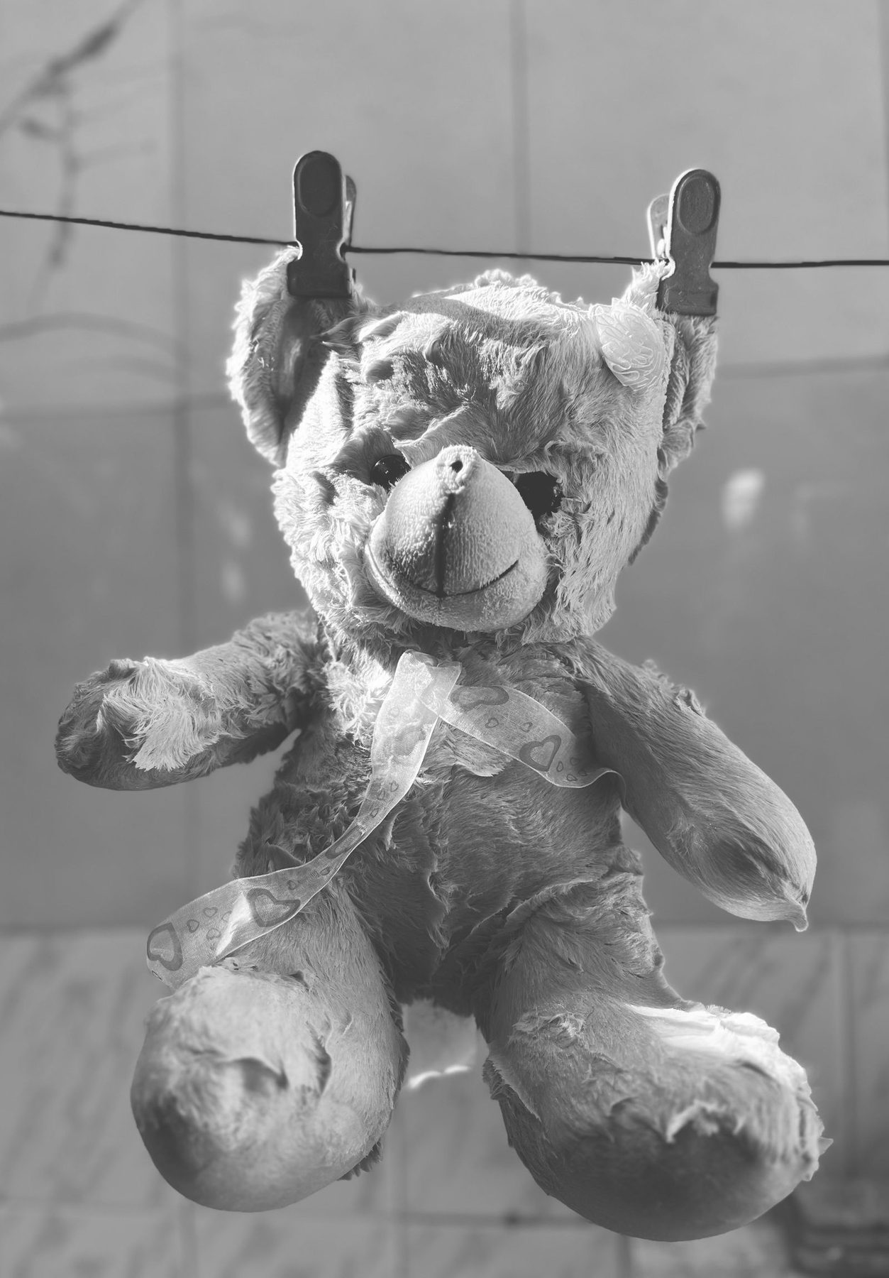 A worn teddy bear with matted fur and a frayed ribbon, hanging by its ears from a washing line.
